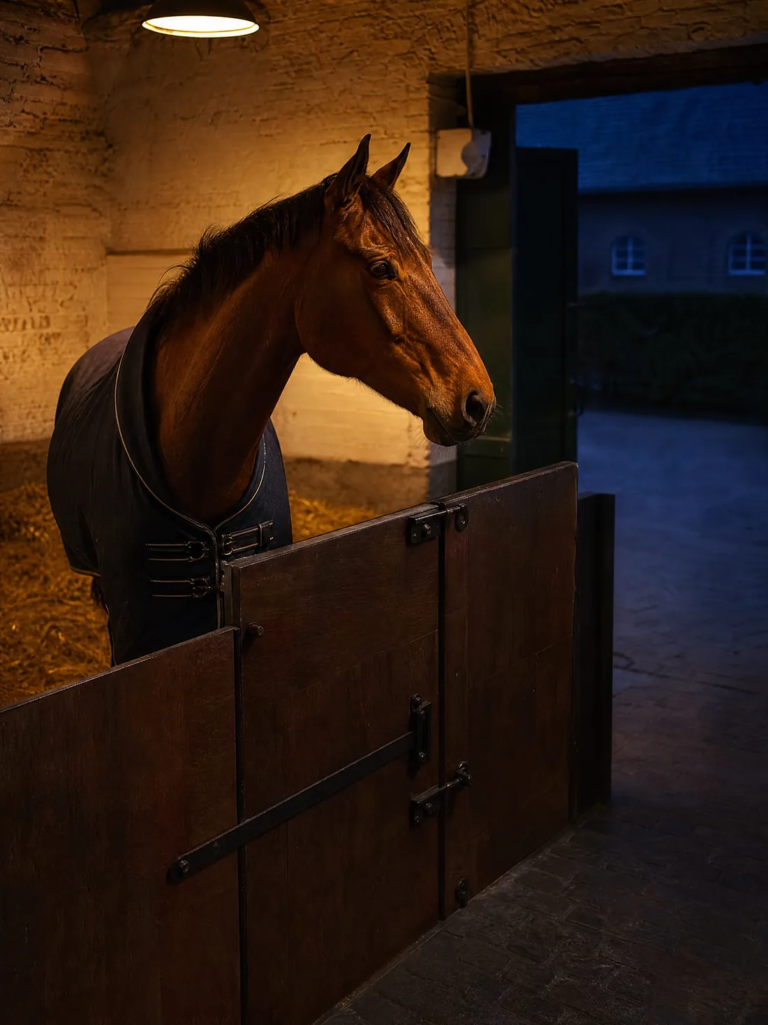 Cheval bai sous sa couverture, à la porte de son box, le soir